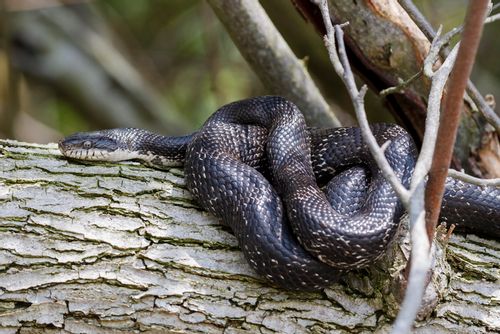 Check Out These Ssseriously Cool Black Rat Snake Facts