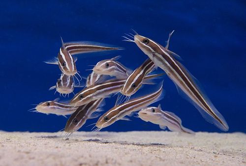 Are Channel Catfish Barbs Poisonous