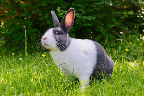 A white and black bunny in green grass
