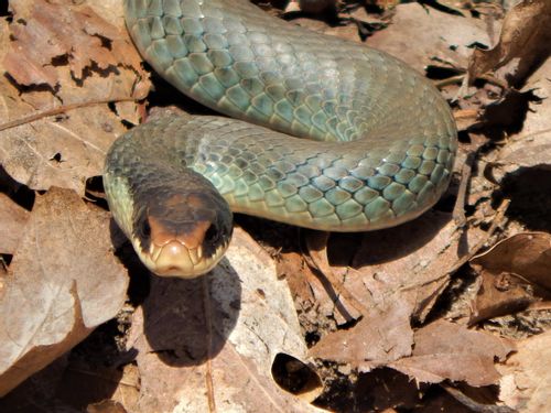 Check Out These Ssseriously Cool Blue Racer Snake Facts