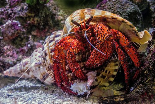 Discover good hermit crab names for your new pet.