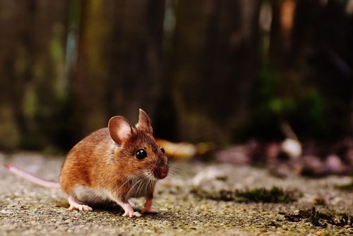 little brown rat walking in the forest