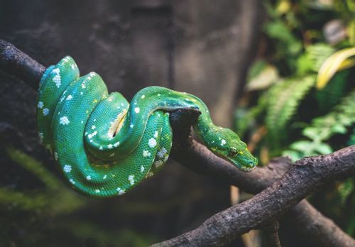 How Often Do Snakes Shed? What Happens After?