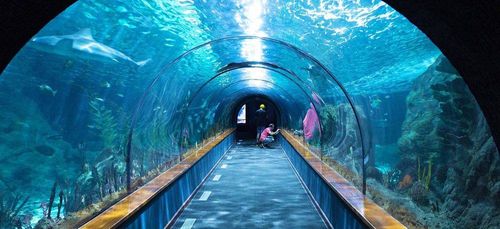 Travel through an ocean tunnel to see a lot of marine species while learning about them. Get SEA LIFE Birmingham tickets now.