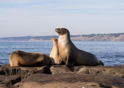 fun-california-sea-lion-facts-for-kids