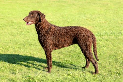Fun Curly Coated Retriever Facts For Kids, Curly Coated Retriever Facts