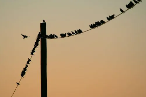 Do you know why do birds sit on power lines? It's not because they want the electricity, of course.