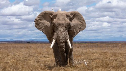 Majestic elephant facing the camera is walking in the field