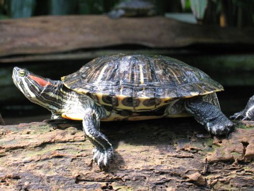 How Big Do Red Eared Sliders Get? Taking Care Of Your Turtle