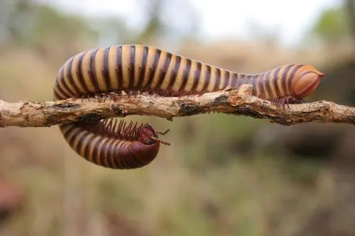 Here are some facts about the largest centipede which will give you the shivers!