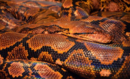 are-pythons-venomous-sssurprising-facts-that-you-may-not-know