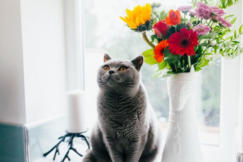 Grey fluffy cat sitting next to a flower vase