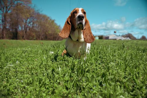 Brown and white Basset Hound dog in the grass