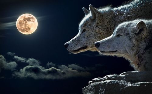 A wolf couple and moon in the background