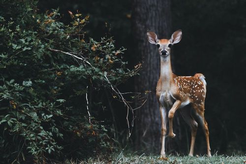 Do Deer Move In The Rain? Fascinating Facts On Deer Movement Revealed!