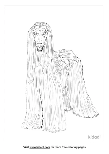 afghan-hound-coloring-page