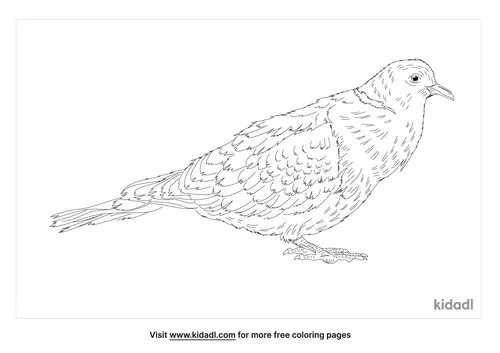 african-collared-dove-coloring-page
