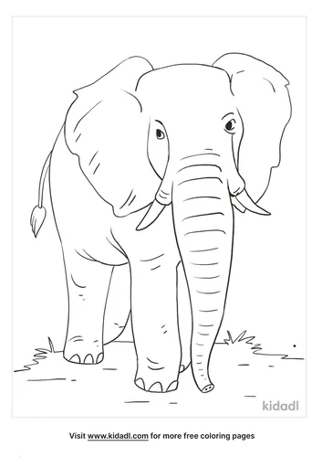 african elephant coloring page_3_lg.png