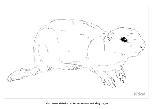 belding-ground-squirrel-coloring-page