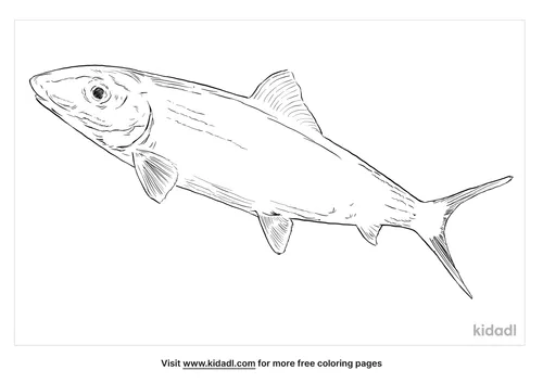 bonefish-coloring-page