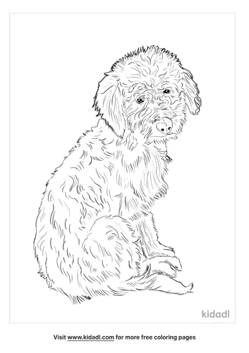 bordoodle-coloring-page