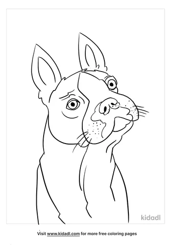 boston terrier coloring page_3_LG.png
