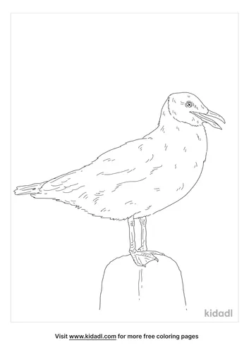 brown-headed-gull-coloring-page