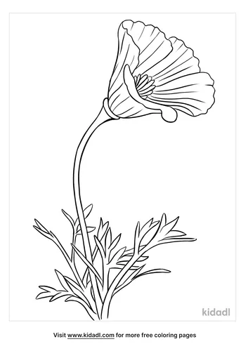 california poppy coloring page-2-lg.png