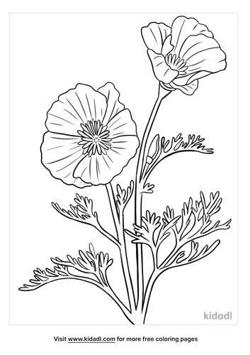 california poppy coloring page-3-lg.png