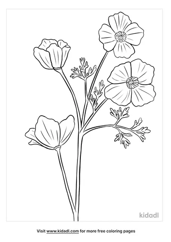 california poppy coloring page-5-lg.png