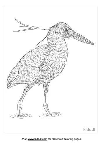 capped-heron-coloring-page
