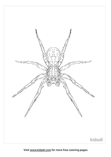 carolina-wolf-spider-coloring-page