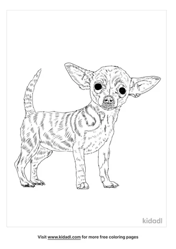 chihuahua-terrier-mix-coloring-page