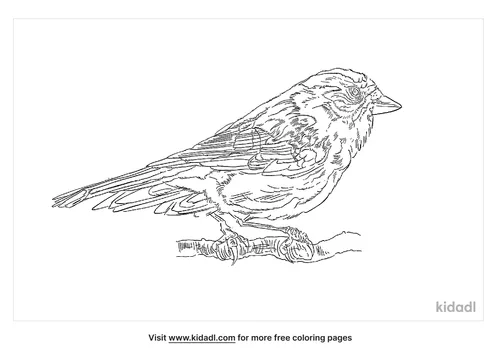 citril-finch-coloring-page