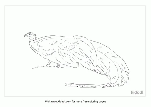 crested-argus-coloring-page