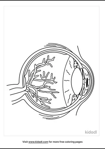 eye-anatomy-coloring-pages-3-lg.png