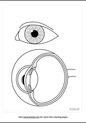 eye-anatomy-coloring-pages-5-lg.png