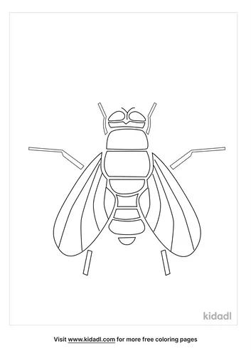 flies-coloring-pages-2-lg.png