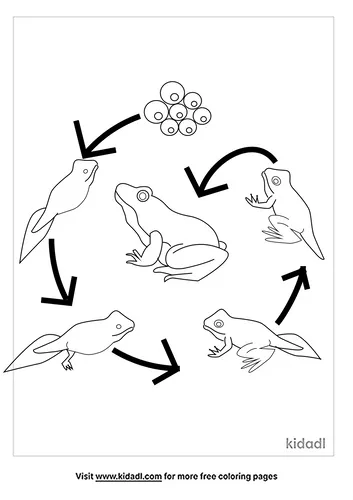 frog-life-cycle-coloring-pages-2-lg.png