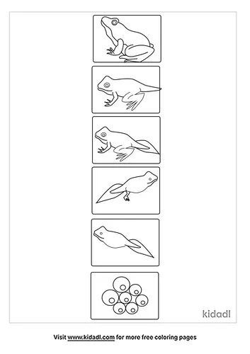 frog-life-cycle-coloring-pages-3-lg.png