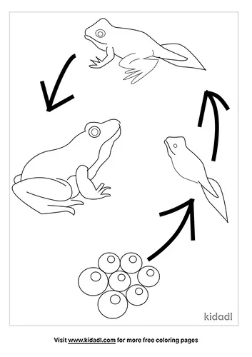 frog-life-cycle-coloring-pages-4-lg.png