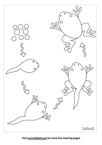 frog-life-cycle-coloring-pages-5-lg.png