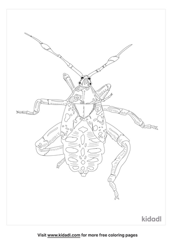 Giant Mesquite Bug Coloring Page | Free Bugs Coloring Page | Kidadl