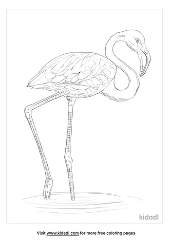 greater-flamingo-coloring-page