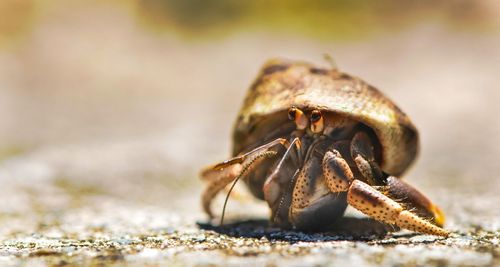 How Long Do Hermit Crabs Live? Caring For Your Captive Crab
