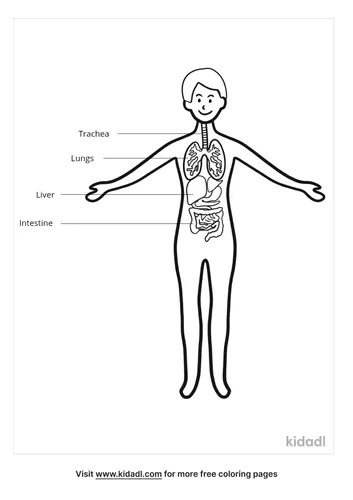 human-body-coloring-page-5.png