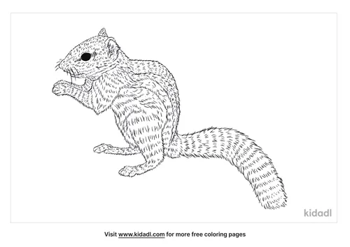 indian-palm-squirrel-coloring-page
