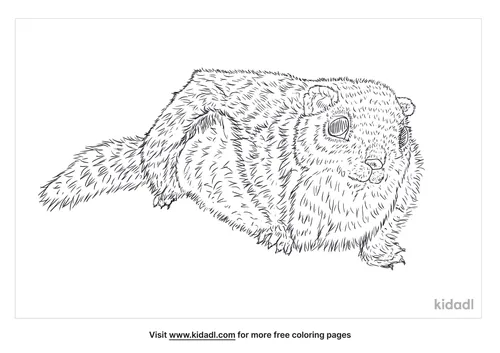 japanese-dwarf-flying-squirrels-coloring-page