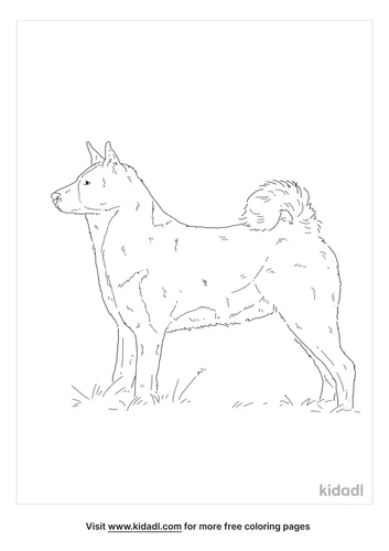 karelian-bear-dog-coloring-page