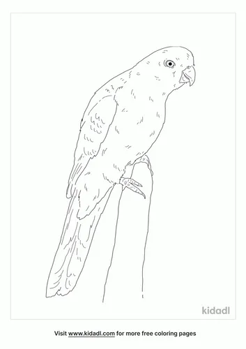 moluccan-king-parrot-coloring-page